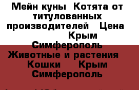 Мейн-куны. Котята от титулованных производителей › Цена ­ 15 000 - Крым, Симферополь Животные и растения » Кошки   . Крым,Симферополь